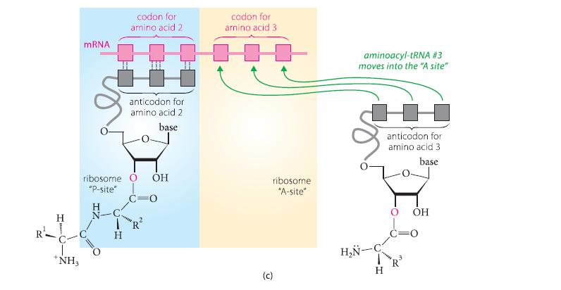 H *NH, mRNA codon for amino acid 2 anticodon for amino acid 2 base ribosome Of OH "P-site" H ******* =0 codon