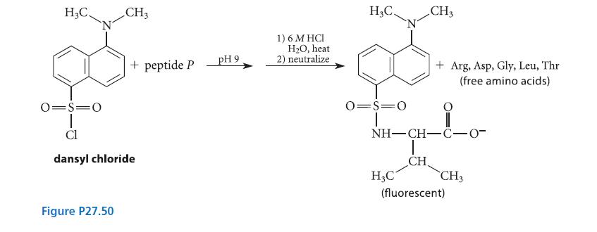 HC. CH3 Figure P27.50 + peptide P 0=S=O T Cl dansyl chloride pH 9 1) 6 MHCI HO, heat 2) neutralize H3C. 0=S=0