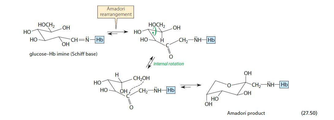 HO HO HOCH  Amadori rearrangement -CH=N-Hb  glucose-Hb imine (Schiff base) HO   OH HO  HCH, -CHOH  11 