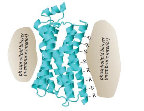 TT phospholipid bilayer (membrane interior) phospholipid bilayer (membrane interior)