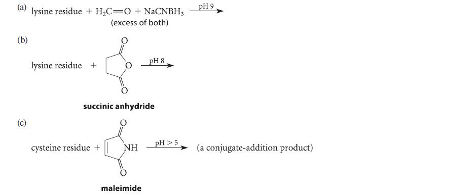 (a) lysine residue + HC=O + NaCNBH3 (excess of both) (b) (c) lysine residue + succinic anhydride cysteine