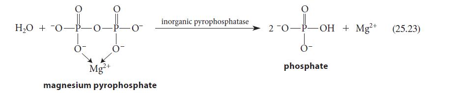 -0 -0- ff Mg2+ HO + 0- magnesium pyrophosphate inorganic pyrophosphatase O 2-O-P-OH + Mg+ phosphate (25.23)