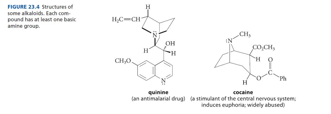 FIGURE 23.4 Structures of some alkaloids. Each com- pound has at least one basic amine group. HC=CH CH3O. H H