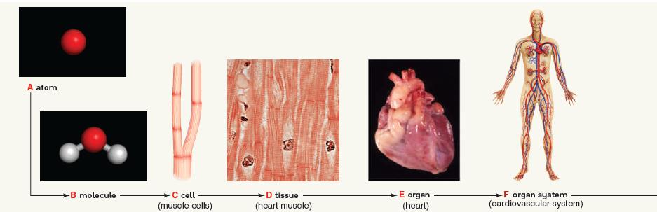 A atom -B molecule -C cell (muscle cells) -D tissue (heart muscle) 63 E organ (heart) -F organ system