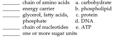 || chain of amino acids energy carrier glycerol, fatty acids, phosphate chain of nucleotides one or more