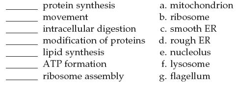 protein synthesis movement intracellular digestion modification of proteins lipid synthesis ATP formation
