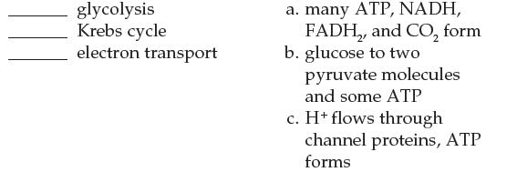glycolysis Krebs cycle electron transport a. many ATP, NADH, FADH, and CO, form b. glucose to two pyruvate