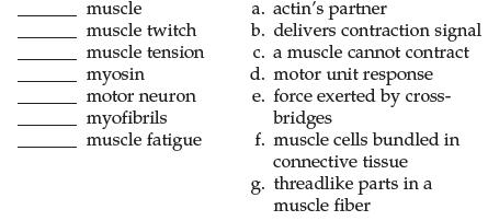 muscle muscle twitch muscle tension myosin motor neuron myofibrils muscle fatigue a. actin's partner b.