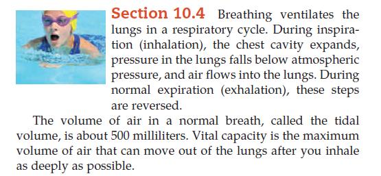 Section 10.4 Breathing ventilates the lungs in a respiratory cycle. During inspira- tion (inhalation), the