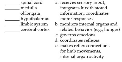 ||| spinal cord medulla oblongata hypothalamus limbic system cerebral cortex a. receives sensory input,