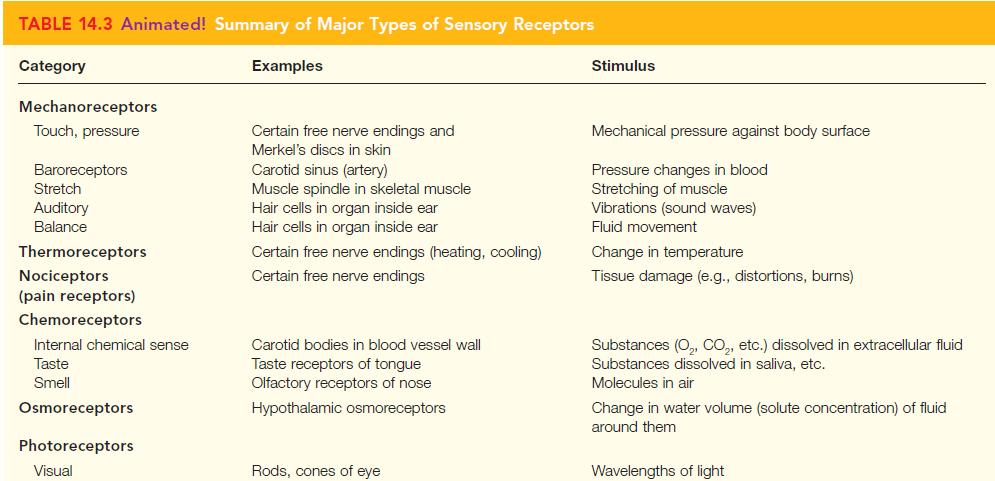 TABLE 14.3 Animated! Summary of Major Types of Sensory Receptors Category Examples Mechanoreceptors Touch,