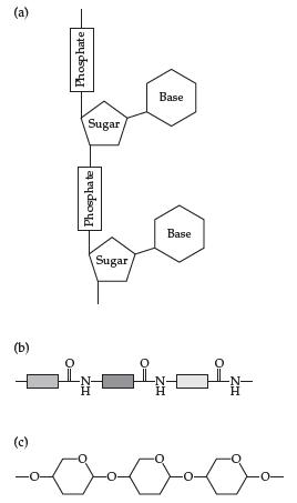 (a) (b) (c) Phosphate Sugar Phosphate Sugar -N- H Base Base  -X- H