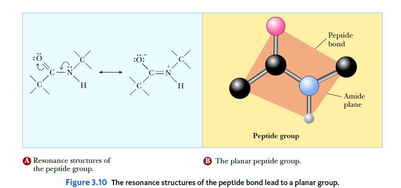 :0: X-X H C=N Resonance structures of the peptide group. H Peptide group Peptide bond B The planar peptide