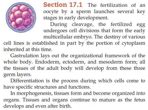 Section 17.1 The fertilization of an oocyte by a sperm launches several key stages in early development.