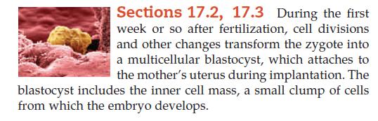 Sections 17.2, 17.3 During the first week or so after fertilization, cell divisions and other changes