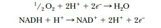 1/2O + 2H+ + 2e  HO NADH + H+ NAD + 2H+ + 2e