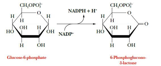 NADPH + H*  POSTE OH NADP+ H HO CHOPO  OH H H  Glucose-6-phosphate  HO CHOPO H  H  OH 6-Phosphoglucono-