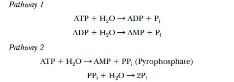 Pathway 1 Pathway 2 ATP + HO  ADP + P ADP + HO  AMP + P ATP + HO  AMP + PP; (Pyrophosphate) PP + HO  2P