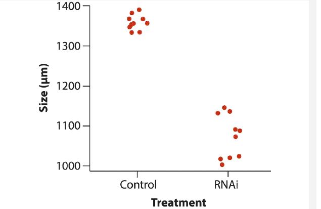 Size (m) 1400- 1300 1200- 1100- 1000 Control Treatment RNAi