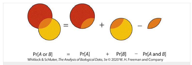 + - Pr[A or B] Pr[A] + Pr[B] Pr[A and B] Whitlock & Schluter, The Analysis of Biological Data, 3e  2020 W. H.