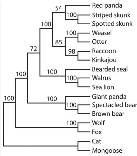 100 100 72 100 54 85 100 100 100 100 98 100 100 100 Red panda Striped skunk Spotted skunk Weasel Otter