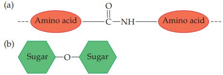 (a) (b) Amino acid 010 || -C-NH Sugar -O- Sugar Amino acid