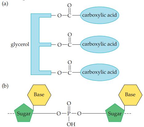 (a) (b) glycerol --Sugar Base O || -0-C -0-C- 310 -0-0 carboxylic acid carboxylic acid carboxylic acid ||