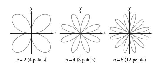 *** n = 4 (8 petals) n = 2 (4 petals) n = 6 (12 petals)