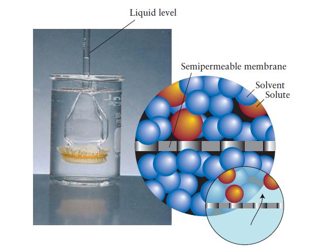 wake Liquid level Semipermeable membrane Solvent Solute