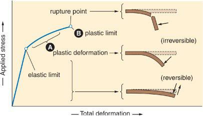 Applied stress rupture point B plastic limit A plastic deformation elastic limit Total deformation