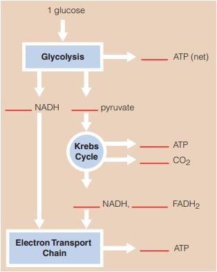1 glucose Glycolysis NADH Krebs Cycle Electron Transport Chain pyruvate NADH, || ATP (net) ATP CO FADH2 ATP