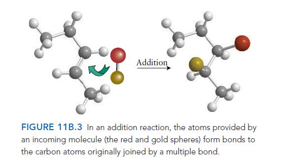 Addition FIGURE 11B.3 In an addition reaction, the atoms provided by an incoming molecule (the red and gold