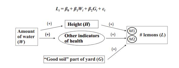 Amount of water (W) (+) (+) L=Bo+B\W+B,Gi+ Height (H) Other indicators of health "Good soil" part of yard (G)