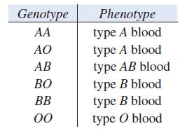 Genotype AA AO AB BO BB 00 Phenotype type A blood type A blood type AB blood type B blood type B blood type O