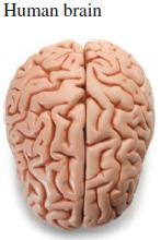 Human brain A