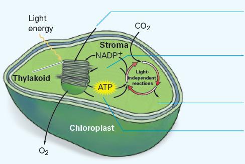 Light energy Thylakoid 02 Stroma -NADP+ ATP Chloroplast CO2 Light- independent reactions