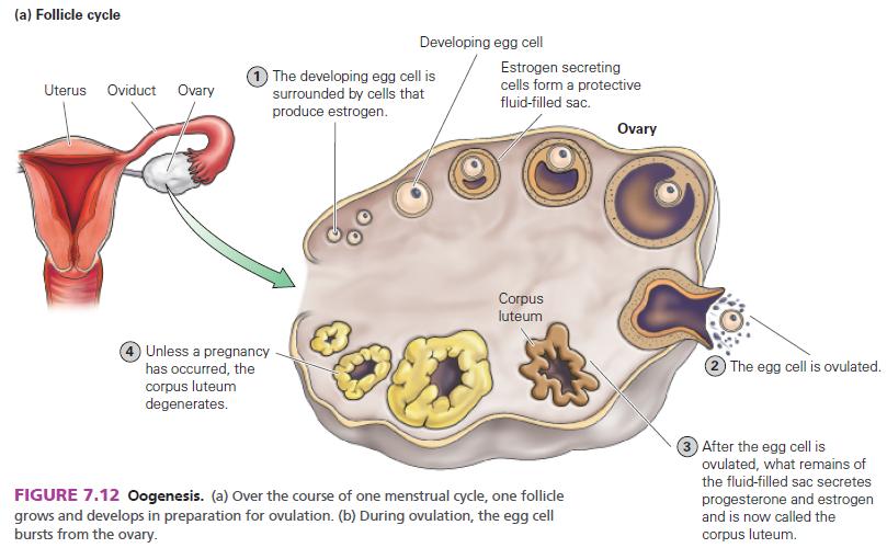(a) Follicle cycle Uterus Oviduct Ovary Developing egg cell 1 The developing egg cell is surrounded by cells