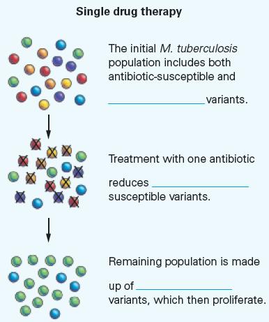 Single drug therapy The initial M. tuberculosis population includes both antibiotic-susceptible and variants.