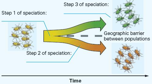 Step 1 of speciation: Step 3 of speciation: Step 2 of speciation: Time Geographic barrier between populations