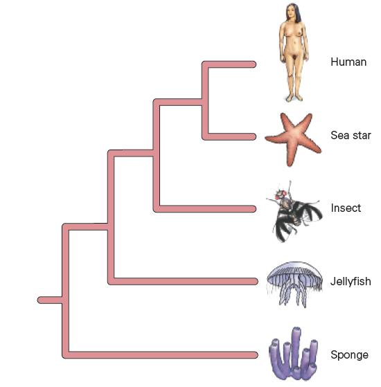 [ va Human Sea star Insect Jellyfish Sponge