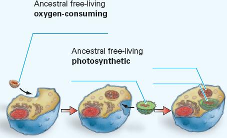 Ancestral free-living oxygen-consuming Ancestral free-living photosynthetic