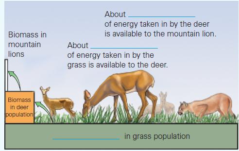 Biomass in mountain lions Biomass in deer population About of energy taken in by the deer is available to the