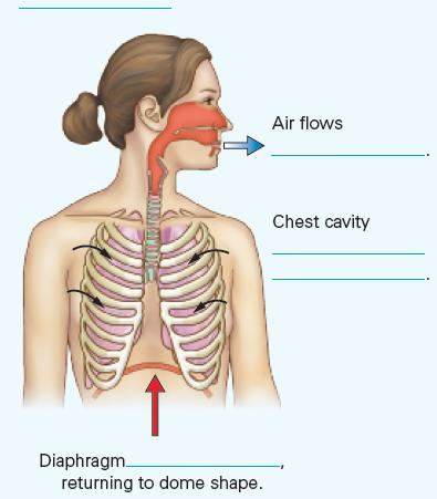 Diaphragm returning to dome shape. Air flows Chest cavity