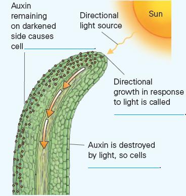 Auxin remaining on darkened side causes cell 15  010 OD 100 8.3 Directional light source Sun Directional
