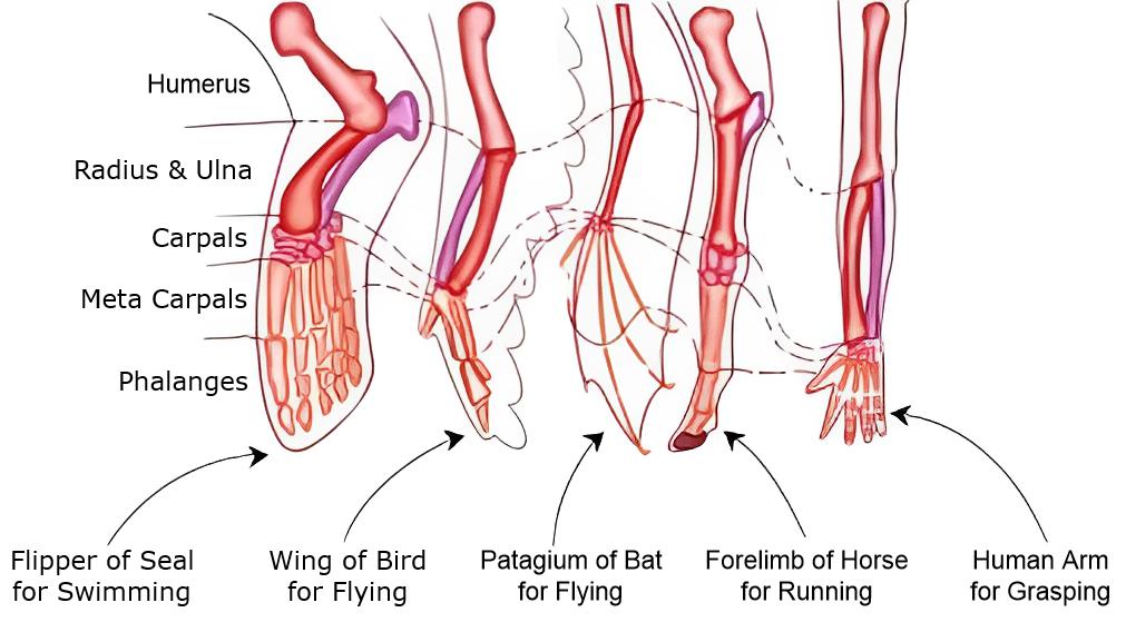 Humerus Radius & Ulna Carpals Meta Carpals Phalanges Offer Flipper of Seal for Swimming Wing of Bird for