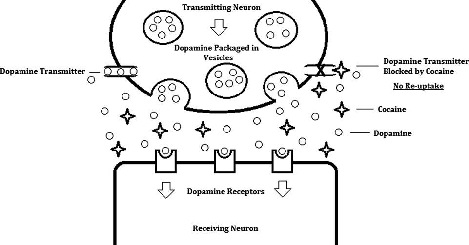 Dopamine Transmitter O O O O Transmitting Neuron Dopamine Packaged in Vesicles Dopamine Receptors Receiving