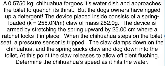 A 0.5750 kg chihuahua forgoes it's water dish and approaches the toilet to quench its thirst. But the dogs