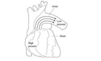 High presse Aorta Low pressure Hear