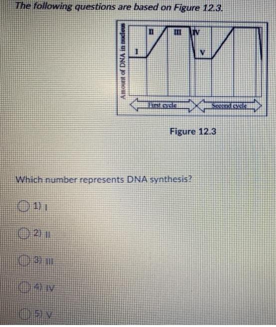 The following questions are based on Figure 12.3. 32 AIV Amount of DNA in nucleus SIN III MM Which number