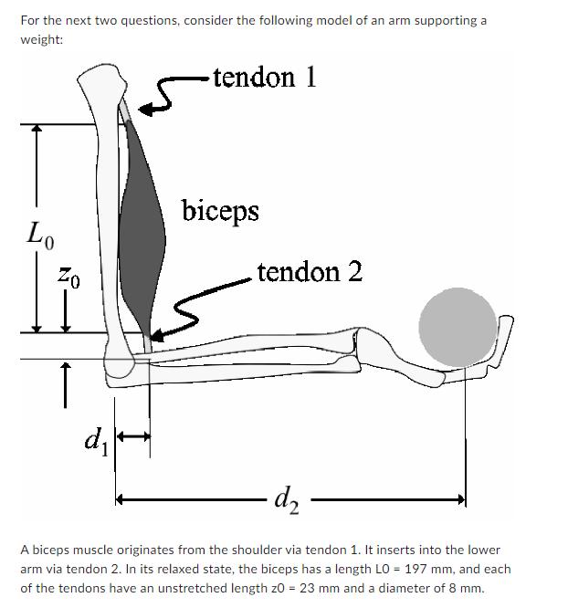 For the next two questions, consider the following model of an arm supporting a weight: tendon 1 Lo Zo d